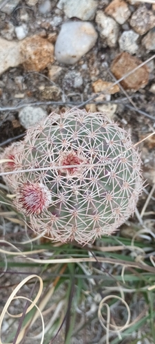 Image of Echinocereus scopulorum by (c) Miguel Grageda, some rights reserved (CC BY)