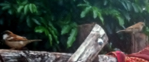 House Sparrow