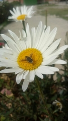 Eristalis bogotensis