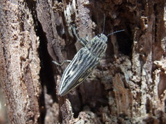Chalcophora japonica miwai