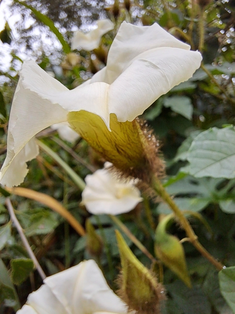 Alamo vine from 1° de Mayo, Chaco, Argentina on April 8, 2024 at 11:30 ...