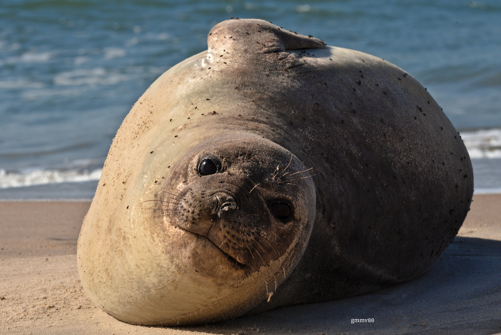 Southern Elephant Seal from P.N. Cabo Polonio, Rocha, Uruguay on April ...