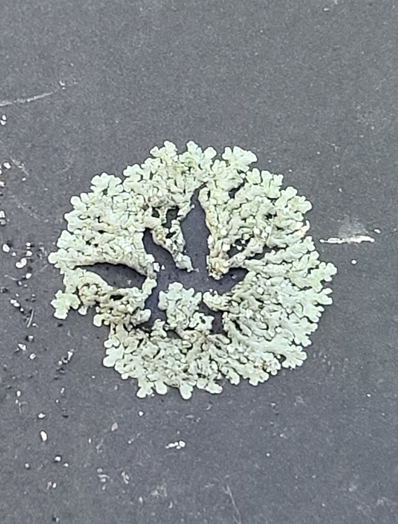 typical shield lichens in April 2024 by V. Crouton. On metal post ...