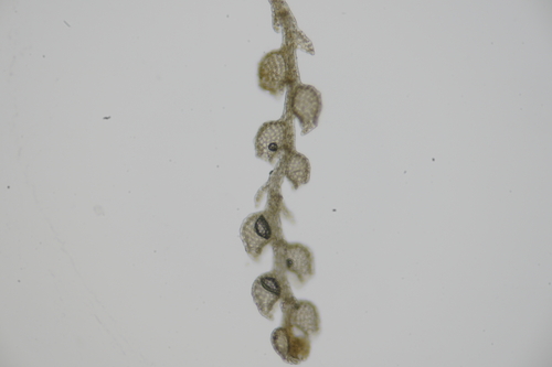 Microlejeunea acutifolia