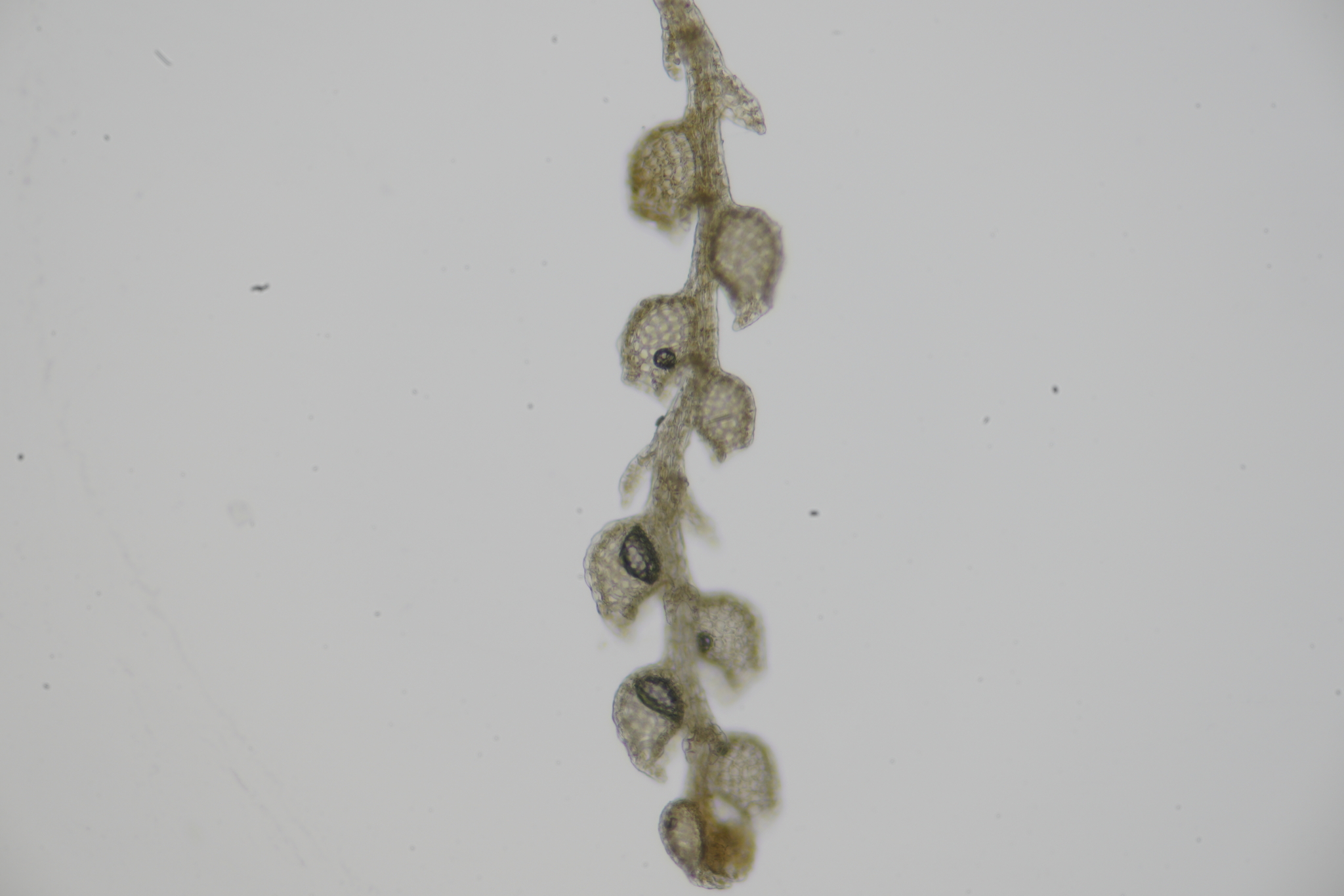 Microlejeunea acutifolia