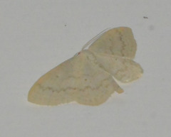 Scopula floslactata