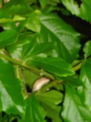 Anolis sagrei
