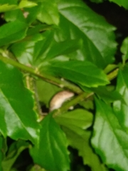 Anolis sagrei