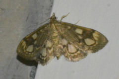 Anania coronata