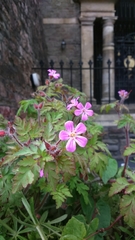 Geranium robertianum