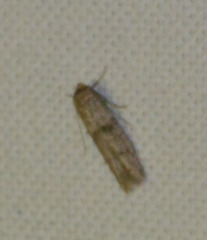 Blastobasis phycidella