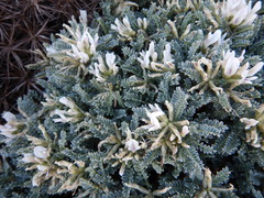 Astragalus tragacantha