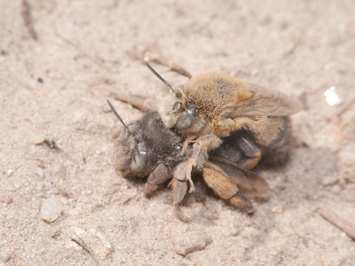 Potter Flower Bee