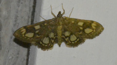 Anania coronata