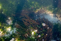 Brassicophycus sisymbrioides