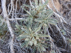 Astragalus tragacantha