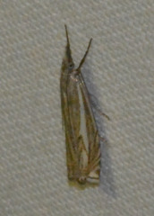 Crambus lathoniellus