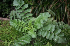 Raphanus raphanistrum raphanistrum