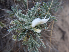 Astragalus tragacantha