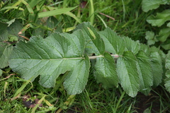 Raphanus raphanistrum raphanistrum