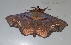 Lopharthrum comprimens