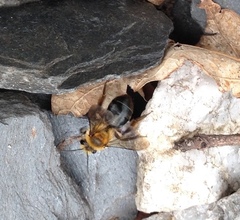 Andrena