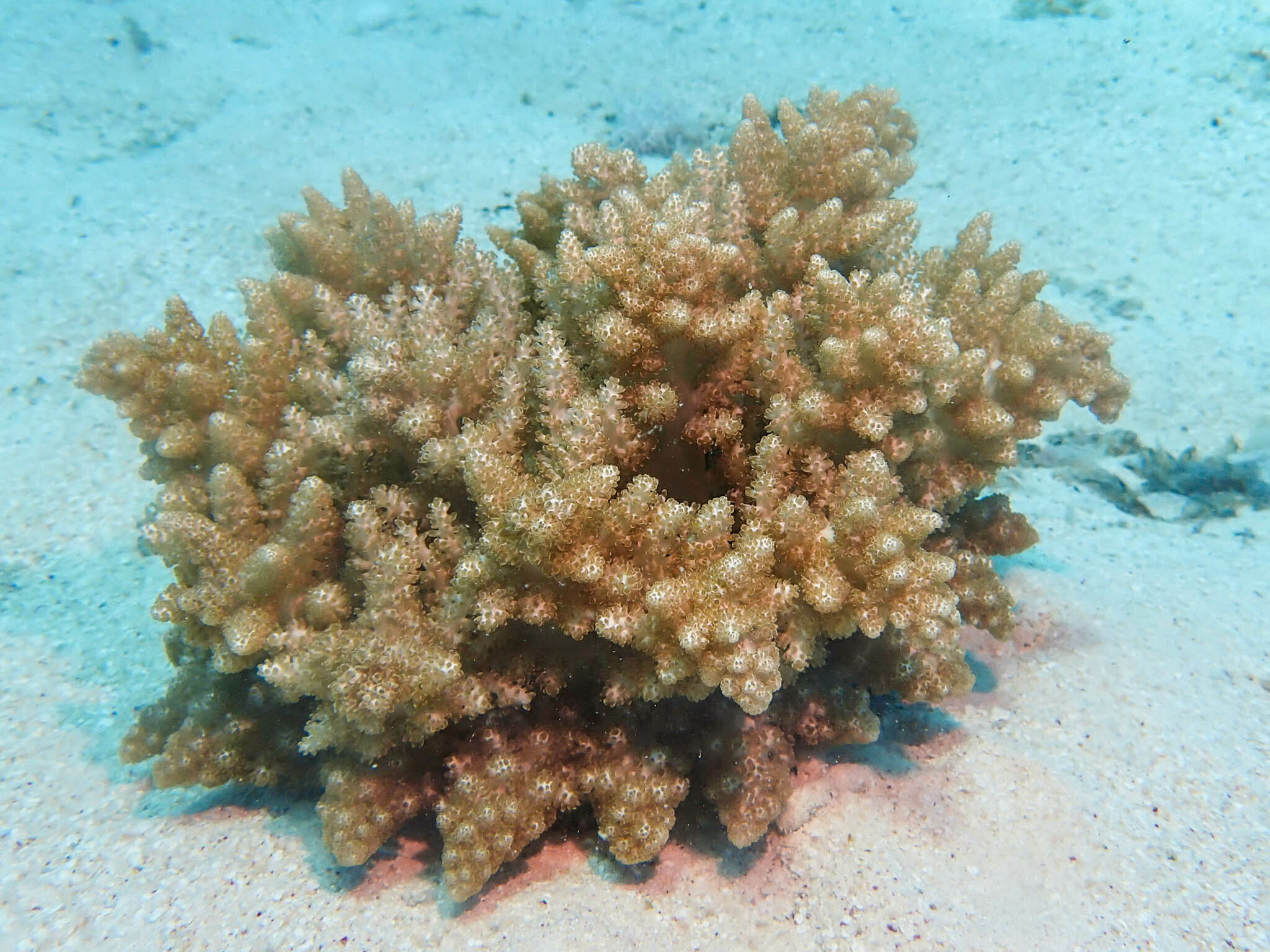 Actinodendron arboreum (Quoy & Gaimard, 1833)