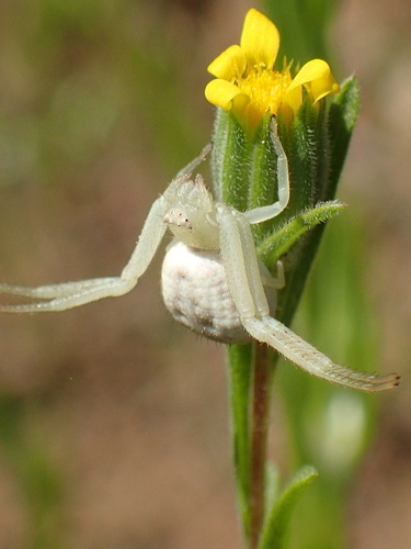 Image of Rigiopappus leptocladus by (c) George Williams, some rights reserved (CC BY)