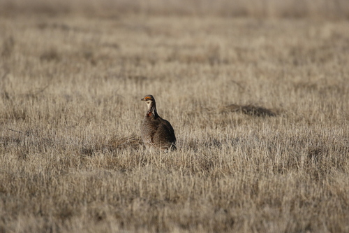 Lesser Prairie Chicken (Tympanuchus pallidicinctus), photo 4