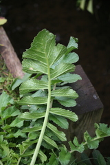 Raphanus raphanistrum raphanistrum