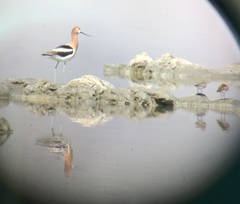 Calidris mauri