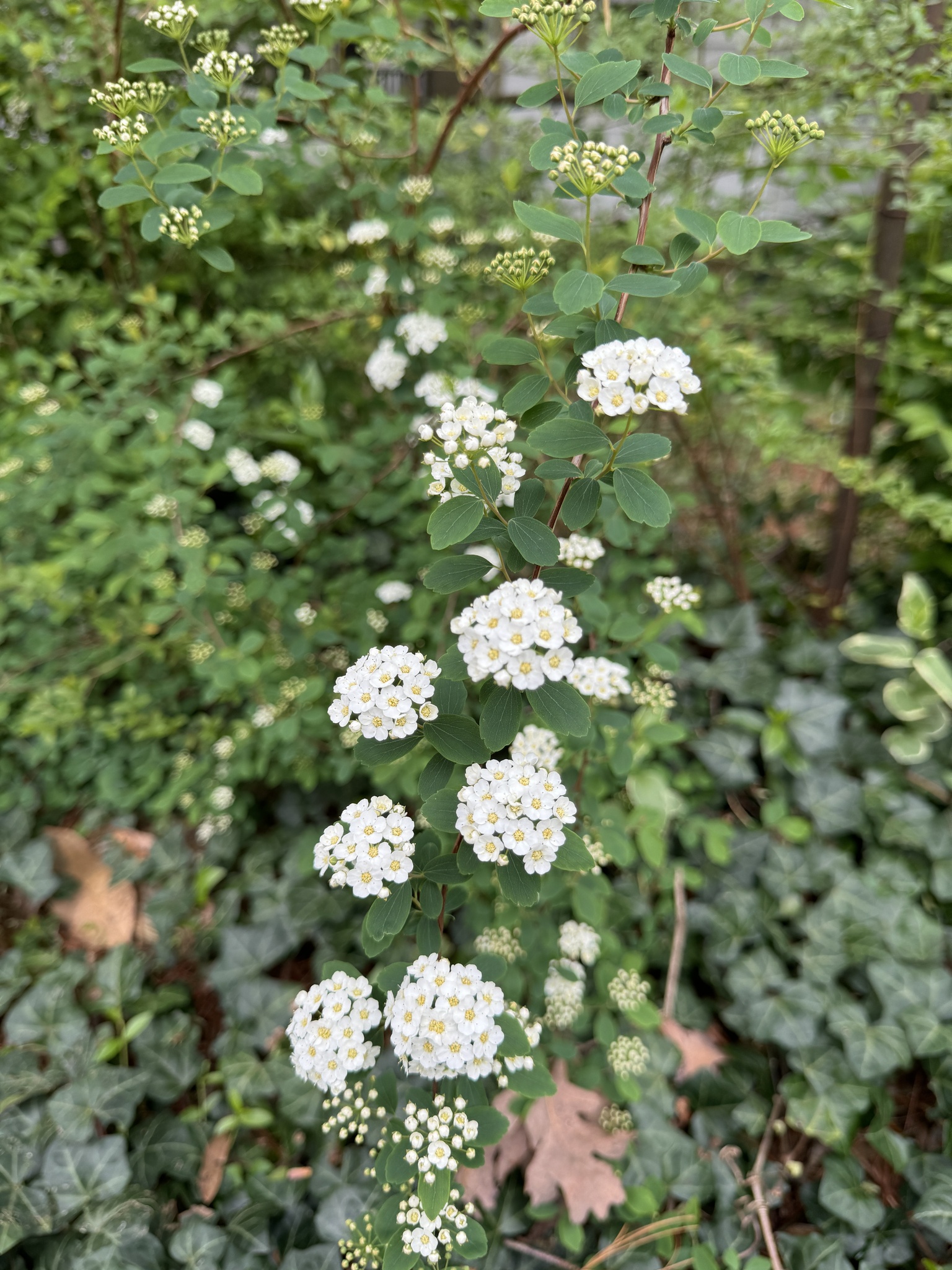 Imagem de Bridal Wreath
