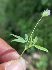 Trifolium oliganthum