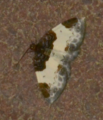 Mesoleuca albicillata