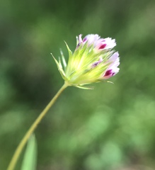 Trifolium oliganthum