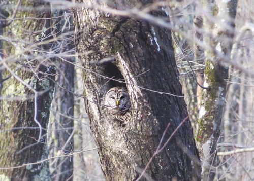 Barred Owl photographed in Rhode Island