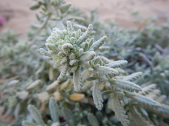 Teucrium vincentinum