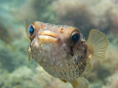 Balloonfish photo 5