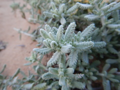 Teucrium vincentinum