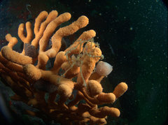 Macropodia falcifera