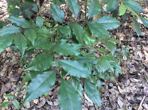 Picramnia pentandra image