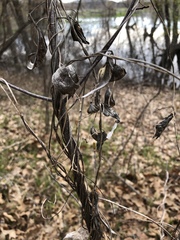 Vincetoxicum rossicum