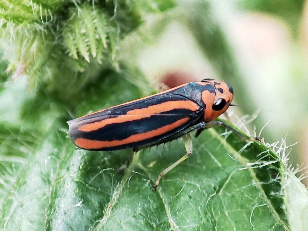 Atkinsoniella gregalis