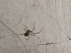 Araneae