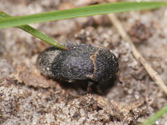 Dermestes laniarius