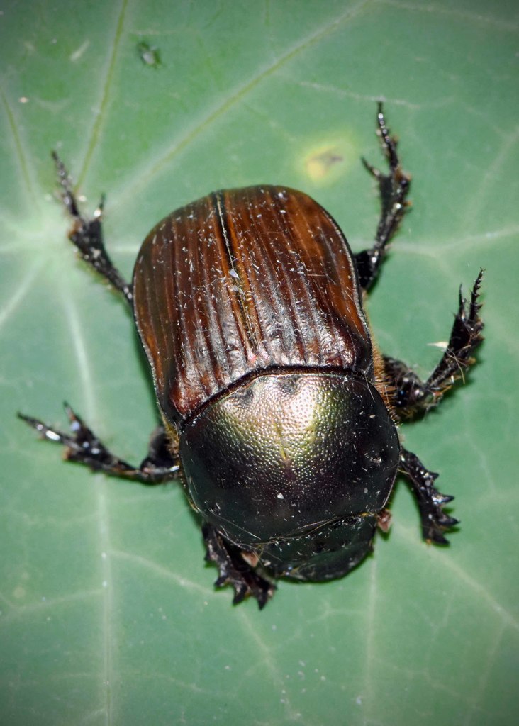Onitis aygulus
