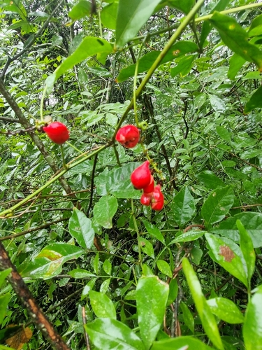 Paullinia elegans (Paullinia elegans)