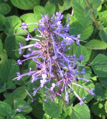 Plectranthus ambiguus