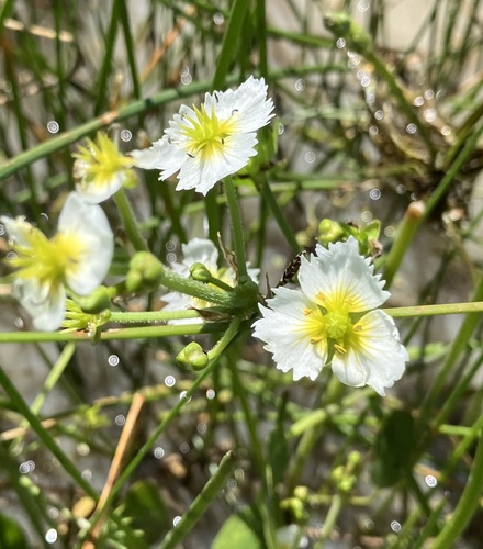 California damsonium (Damasonium californicum)