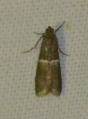 Elegia similella
